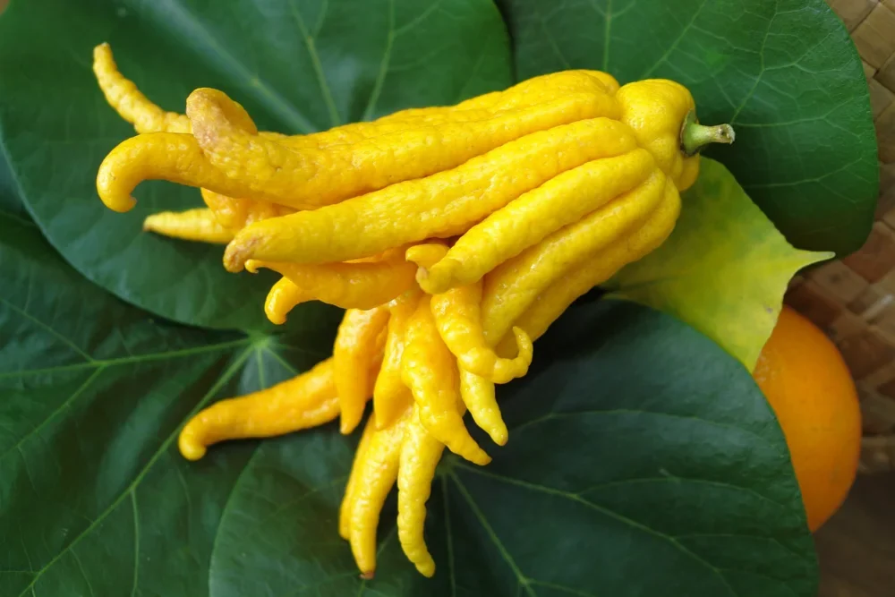 Mano di Budda