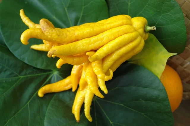 Mano di Budda