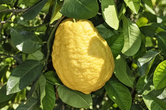 Cedro Maxima