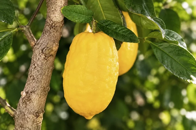 Cedro liscio Diamante