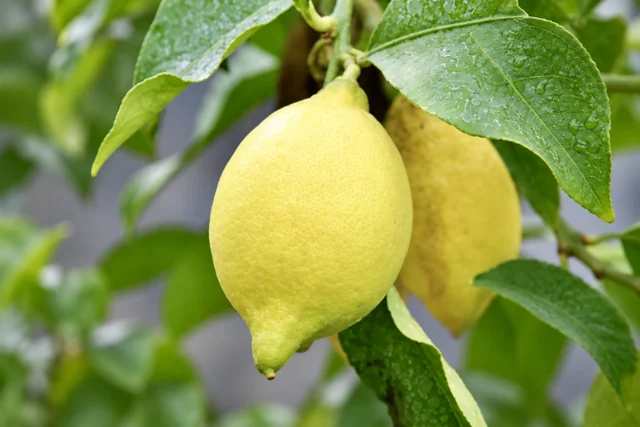 Limone 2KR