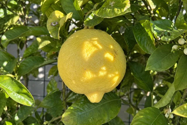 Cedro di Amalfi