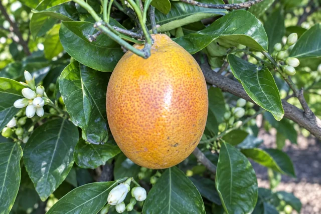 Arancio Tarocco tardivo