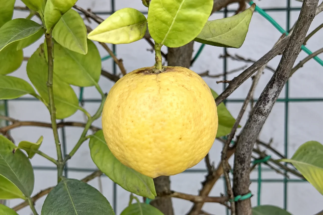Limetta dolce