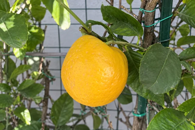 Cedro Arancio