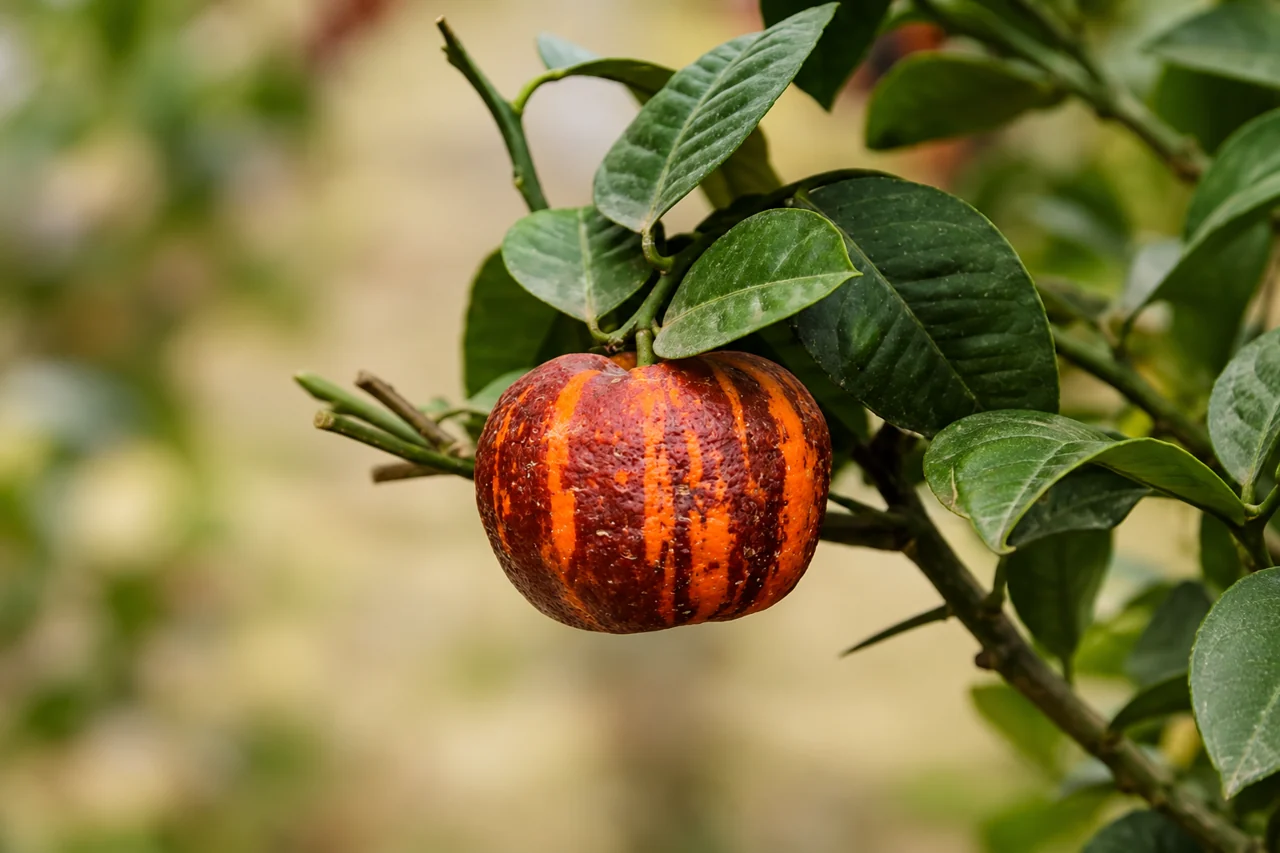 Doppio Sanguinello