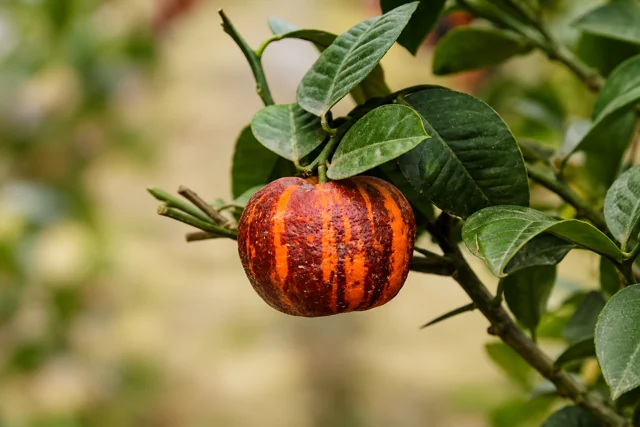 Doppio Sanguinello