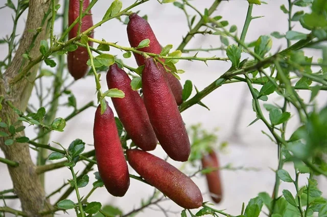 Fingerlime Rosa