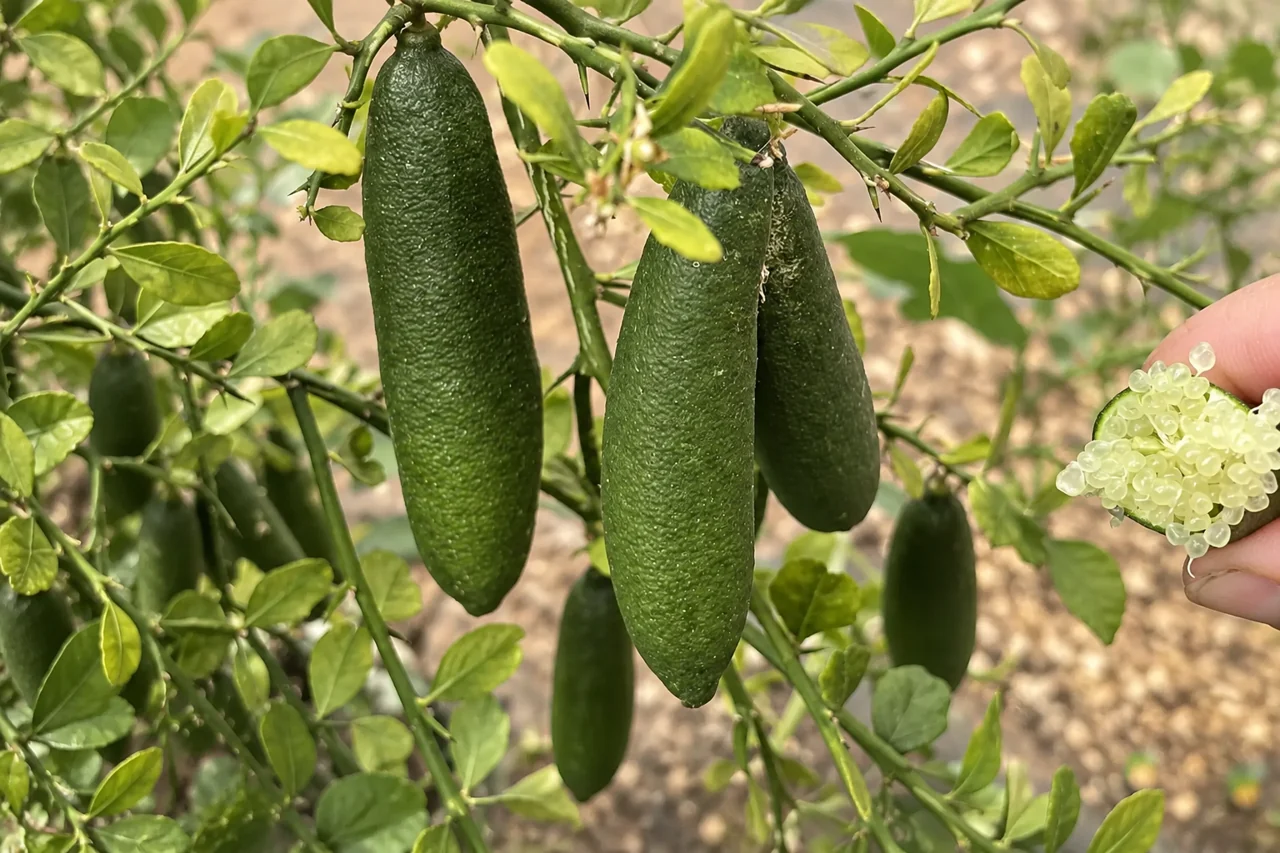 Fingerlime Verde
