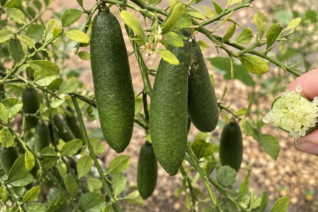 Fingerlime Verde