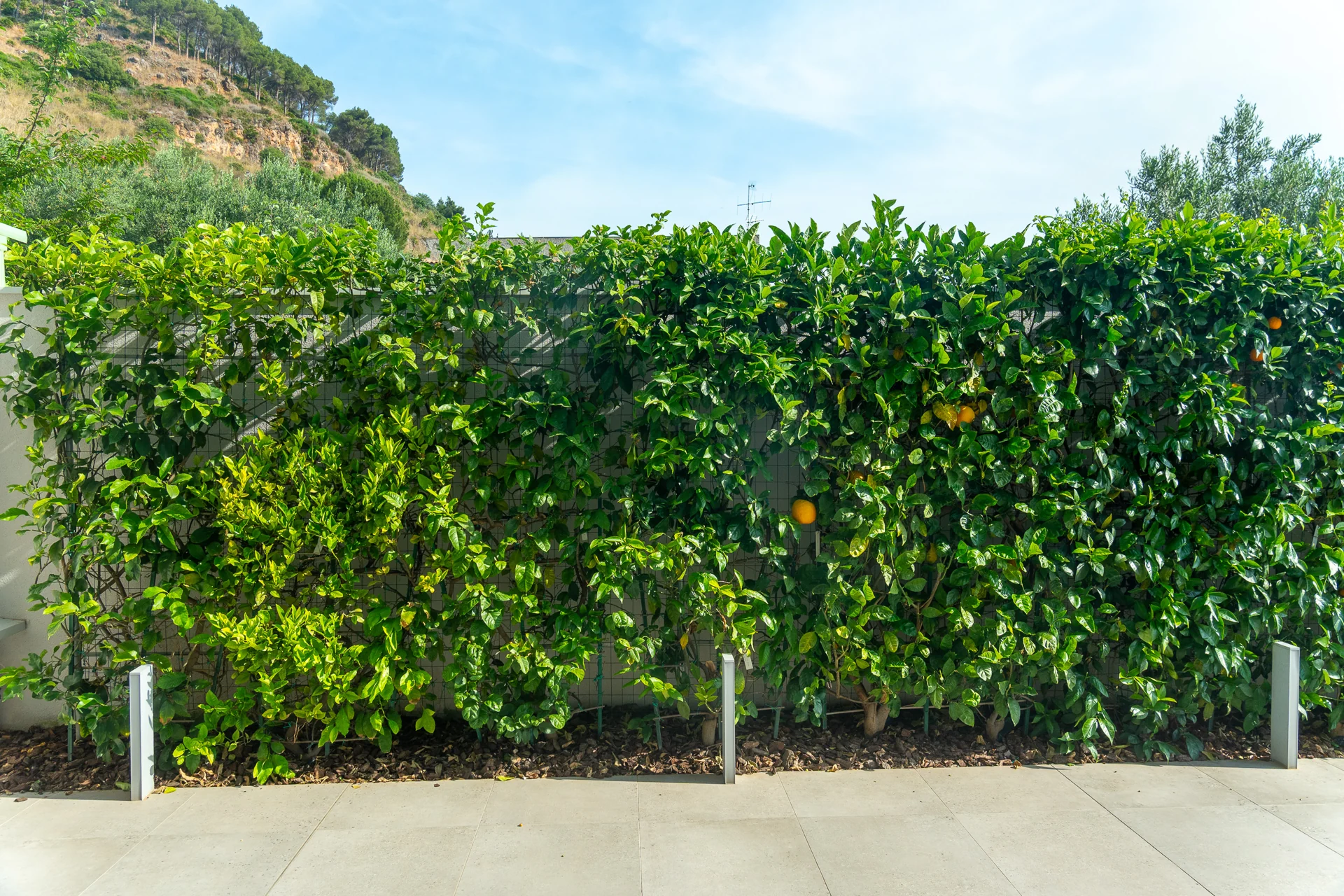 Il verde del giardino — Villa Bizzarria