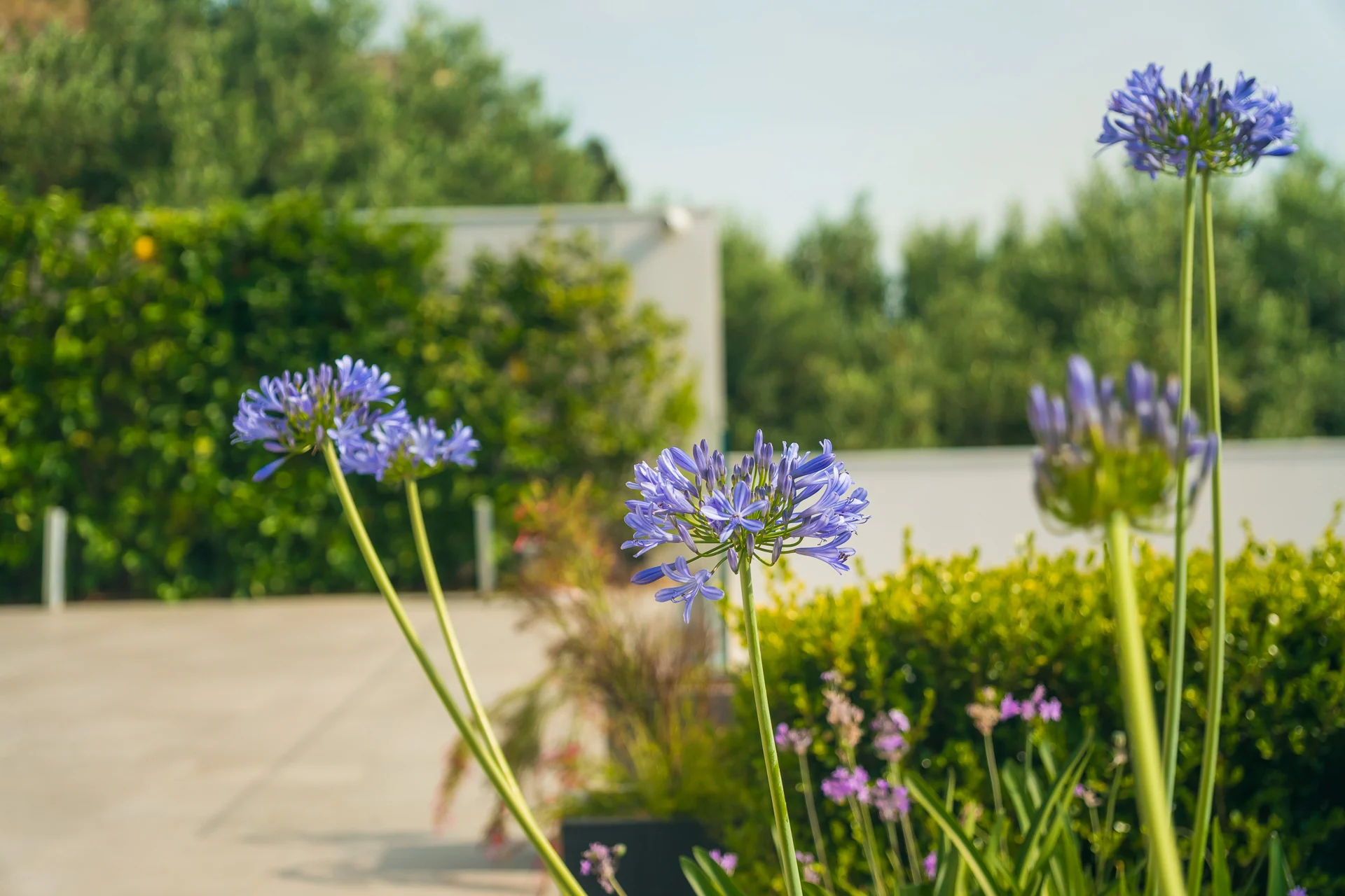 Fiori e giardino — Villa Bizzarria